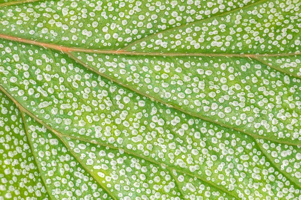 Tissu Vasculaire Des Feuilles Begonia Argenteo Guttata — Photo