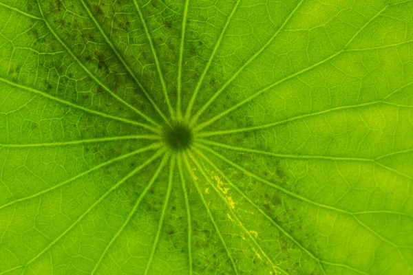 Hoja Una Planta Loto Nymphaea Nucifera — Foto de Stock