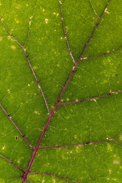 Feuille Une Plante Naranjilla Solanum Quitoense — Photo