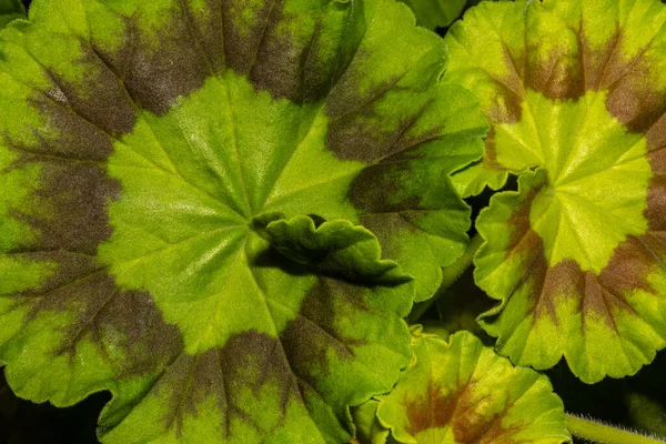 Leaves Zonal Geranium Pelargonium Hortorum — Stock Photo, Image