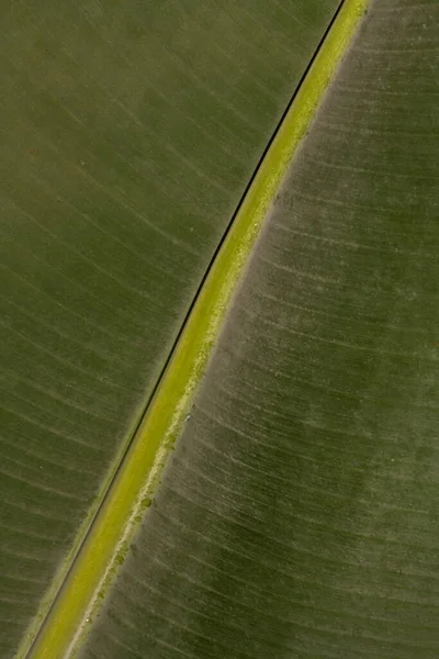 Close Leaf Dwarf Banana Musa Acuminata — Stock Photo, Image