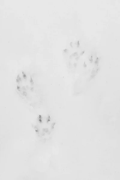 Squirrel Tracks Snow Stock Image