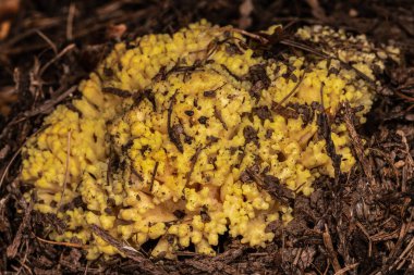 Ramaria Mantarı, Moskova Dağı, Kimlik
