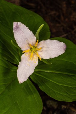 Pasifik, Batı, Batı Wakerobin veya Beyaz Trillium (Trillium ovatum))