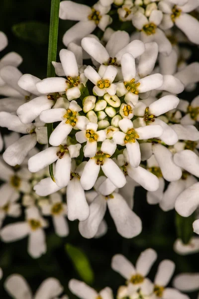 Evergreen Candytuft Çiçekleri Beris Sempervirens — Stok fotoğraf