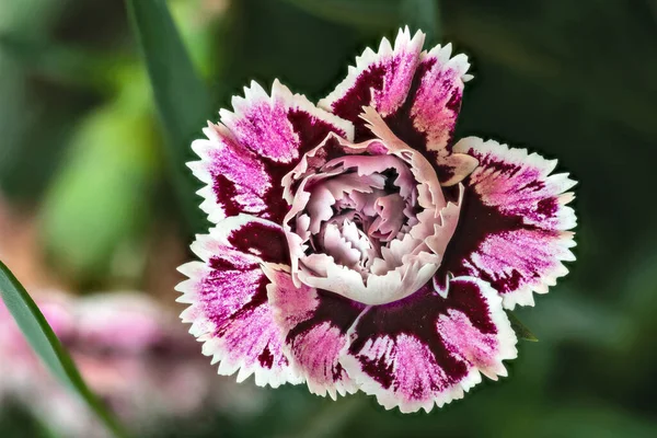 Λευκό Βελούδινο Λουλούδι Γαρύφαλλο Dianthus Caryophyllus — Φωτογραφία Αρχείου