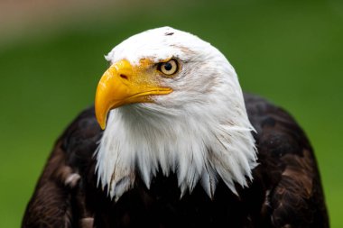 Kel Kartal Portresi (Haliaeetus leucocephalus)