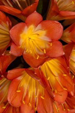 Natal, Bush veya Kaffir Lily (Clivia miniata)