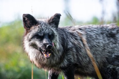 Gümüş Tilki (Vulpes vulpes), Kızıl Tilki 'nin Melanistik Formu