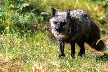 Gümüş Tilki (Vulpes vulpes), Kızıl Tilki 'nin Melanistik Formu