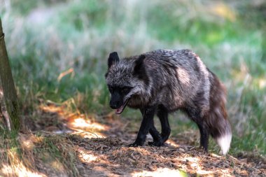 Gümüş Tilki (Vulpes vulpes), Kızıl Tilki 'nin Melanistik Formu