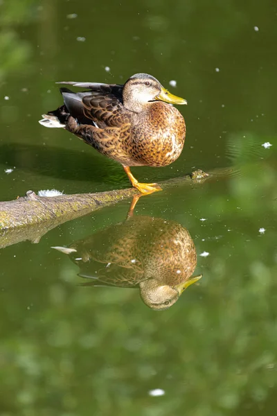 Canard Colvert Femelle Anas Platyrhynchos Réflexion Dans Eau — Photo