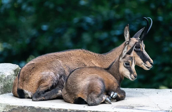 Female Chamois Young One Rupicapra Rupicapra — Stock Photo, Image