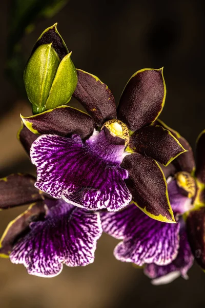 Flor Zygopetalum Orchid Artur Elle Ben Wrighton — Fotografia de Stock