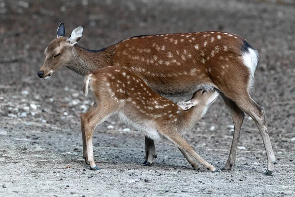 Sika Japanese Deer Cervus Nippon — 스톡 사진
