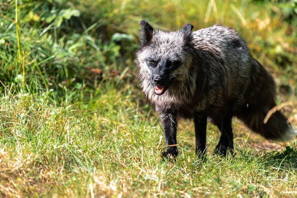 Gümüş Tilki (Vulpes vulpes), Kızıl Tilki 'nin Melanistik Formu