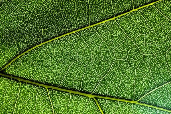 Tissu Vasculaire Dans Une Feuille — Photo