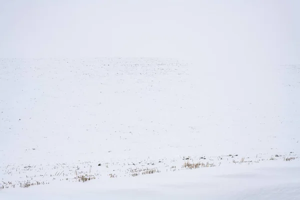 Krajobraz Zimowy Palouse — Zdjęcie stockowe