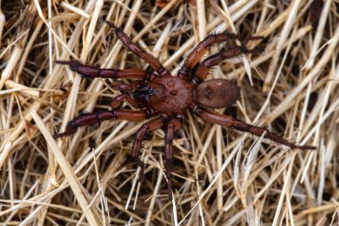 Woodlouse Spider (Dysdera crocata) yiyecek arayışında
