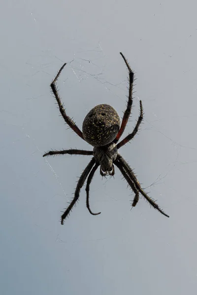 Pavouk Potenciálně Araneus Spec Webu — Stock fotografie