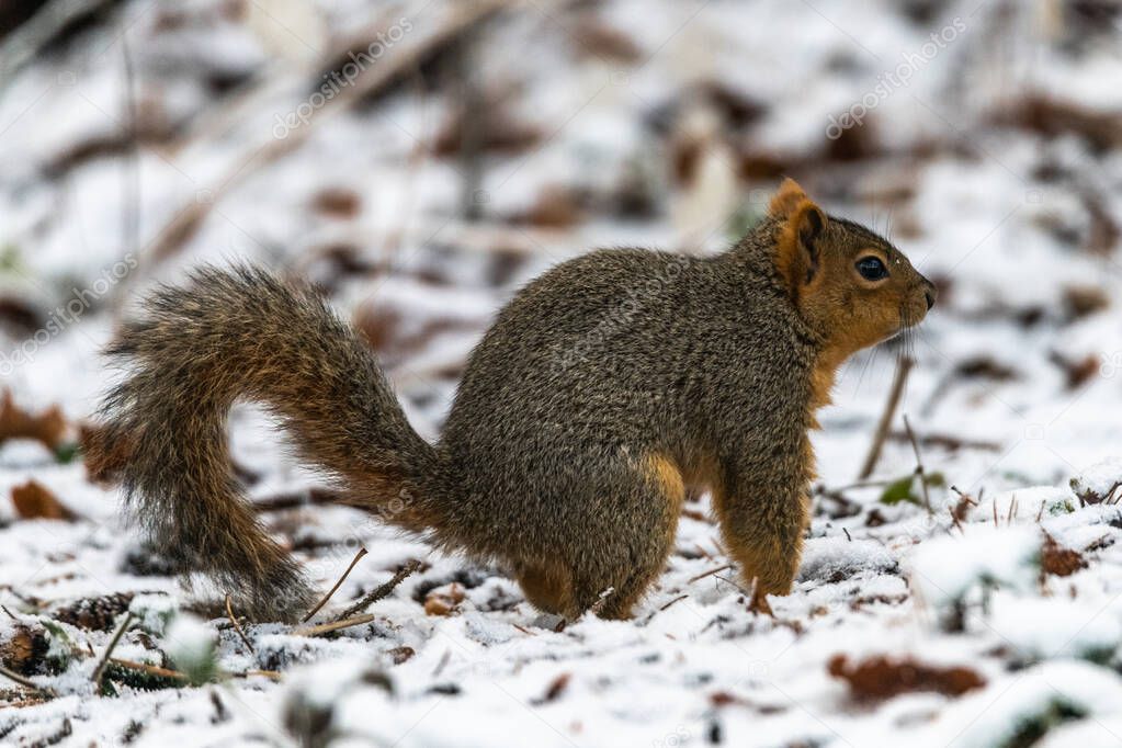 Eastern Fox Squirrel (Sciurus niger) in Winter