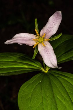 Pasifik, Batı, Batı Wakerobin veya Beyaz Trillium (Trillium ovatum))