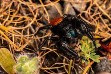 Erkek Kırmızı Sırtlı Sıçrayan Örümcek (Phidippus johnsoni)