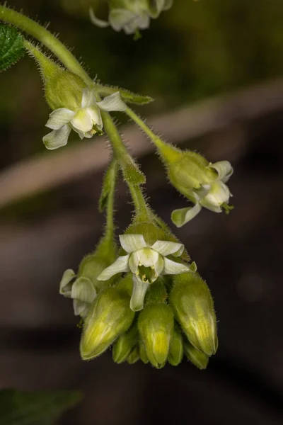 Sticky Currant Ribes Viscohicmum — 스톡 사진