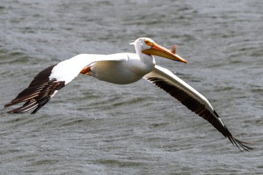 Amerikan Beyaz Pelikanı (Pelecanus erythrorhynchos)