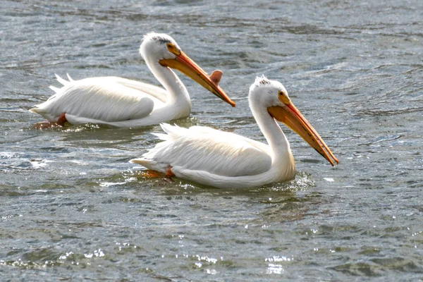 Pelicano Branco Americano Pelecanus Erythrorhynchos — Fotografia de Stock