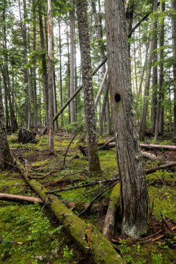 Priest Lake State Park, Idaho 'daki Cedar Ormanı