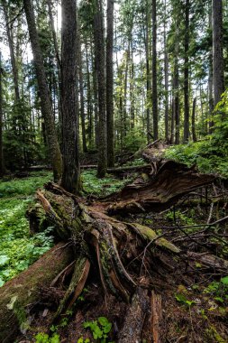 Priest Lake State Park, Idaho 'daki Cedar Ormanı