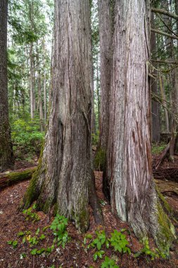 Priest Lake State Park, Idaho 'daki Cedar Ormanı