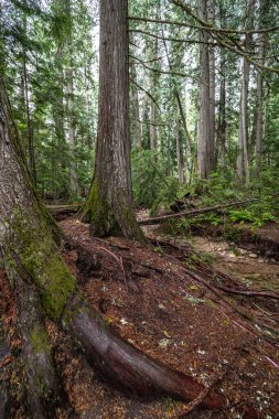Priest Lake State Park, Idaho 'daki Cedar Ormanı
