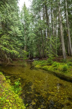 Nehir, Idaho 'daki Priest Lake State Parkı' na doğru ilerliyor.
