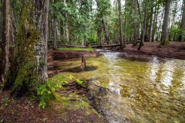 Nehir, Idaho 'daki Priest Lake State Parkı' na doğru ilerliyor.