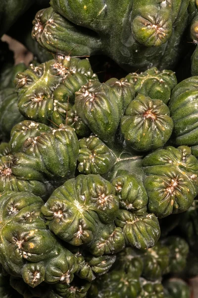 Cereus forbesii Monstrose Ming Thing Cactus 'un çekimi.