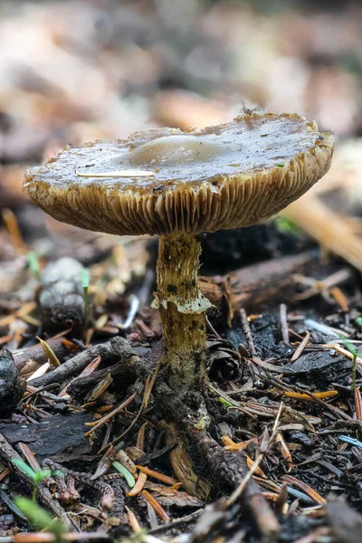 Champignon Dans Une Forêt Idaho — Photo