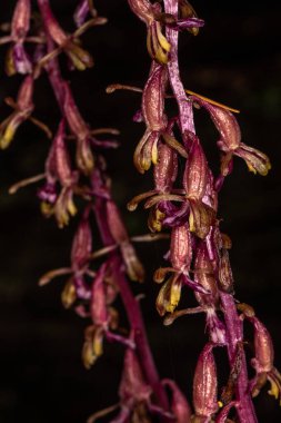 Çizgili Coralroot çiçekleri (Corallorhiza striata), Idaho
