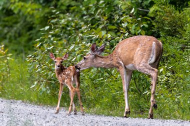 Beyaz kuyruklu Geyik (Odocoileus virginianus), Anne ve Fawn