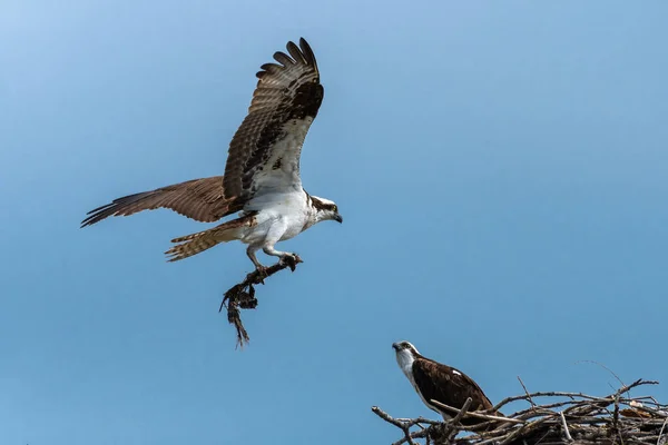 Osprey Pandion Haliaetus Bringing Nesting Material — Stock Photo, Image