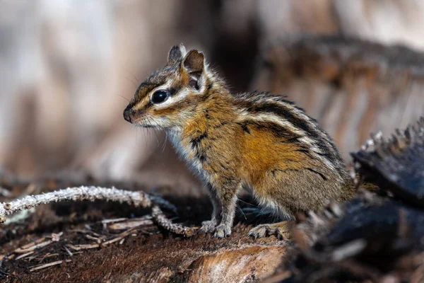 Rödstjärtad Jordekorre Tamias Ruficaudus Idaho Bergen — Stockfoto