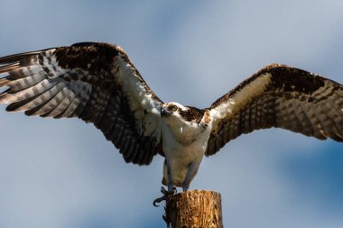Polonyalı Osprey (Pandion haliaetus)