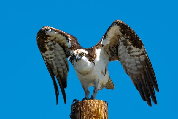 撑杆上的卵石 Pandion Haliaetus — 图库照片