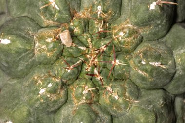 Texas Kaktüsünün İhtişamı (Thelocactus heksaedrophorus)