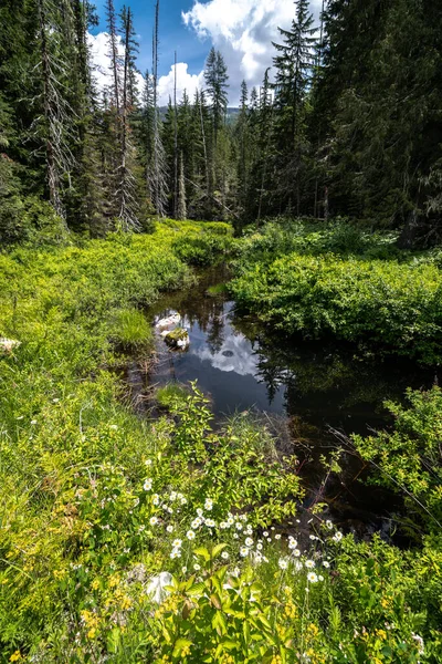 Lionhead Creek Priest Lake State Park Idaho — Foto de Stock