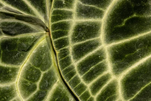 Leaf Crystal Anthurium Anthurium Crystallinum — Stock Photo, Image