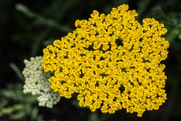 Fernleaf Yarrow或Milfoil Achillea Filipendula — 图库照片