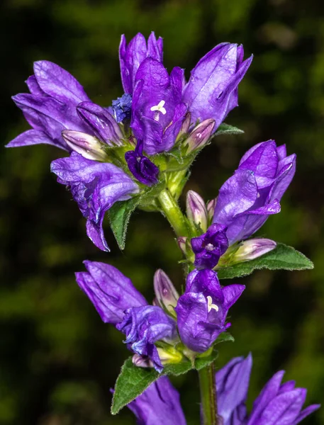 Flowers Rocky Mountain Penstemon Penstemon Strictus — Stock Photo, Image