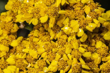 Wooley Yarrow (Achillea tomentosa 'Aurea')